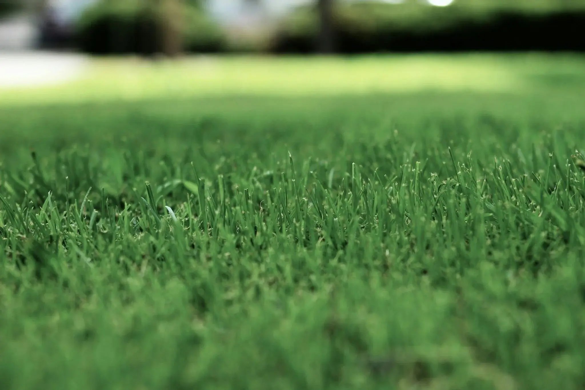 pie lawn